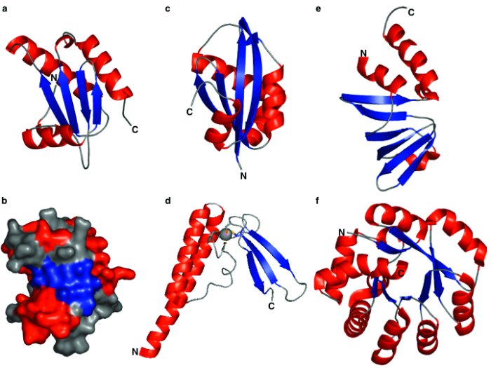 Figure 4 - Tertiary structures of bacterial (panels a and b) and archaeal RPPs (panels c–f).