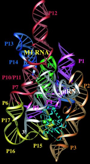 Figure 5 - Three-dimensional model of the bacterial RNase P holoenzyme–ptRNA complex (Tsai et al. 2003).