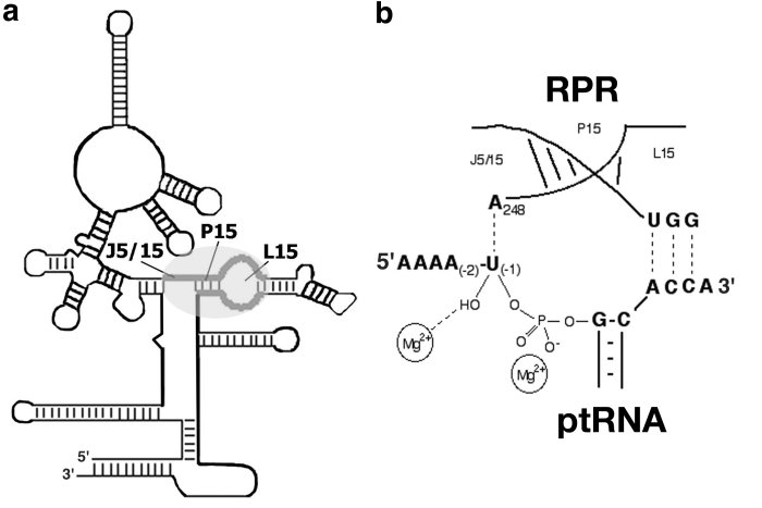 Figure 6 - Interactions between E. coli RPR and the ptRNA cleavage site.