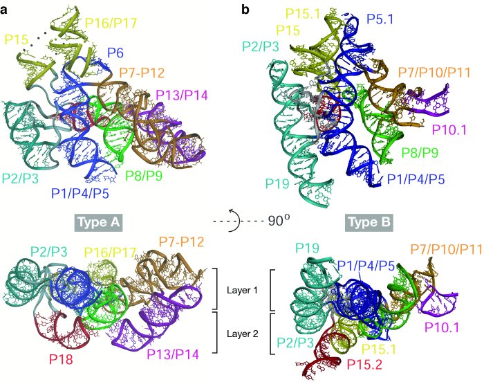 Figure 2 - High-resolution crystal structures of type A RPR from T. maritima (panel a; Torres-Larios et al. 2005) and type B RPR from B. stearothermophilus (panel b; Kazantsev et al. 2005).